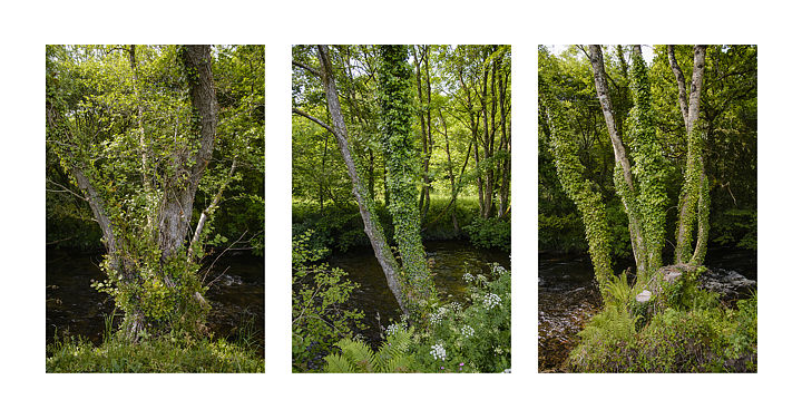 Trees Triptych